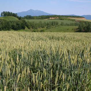 北海道のきたほなみ